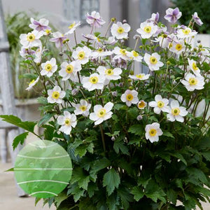 ANEMONE HUPEHENSIS ELFIN SWAN 1.5L