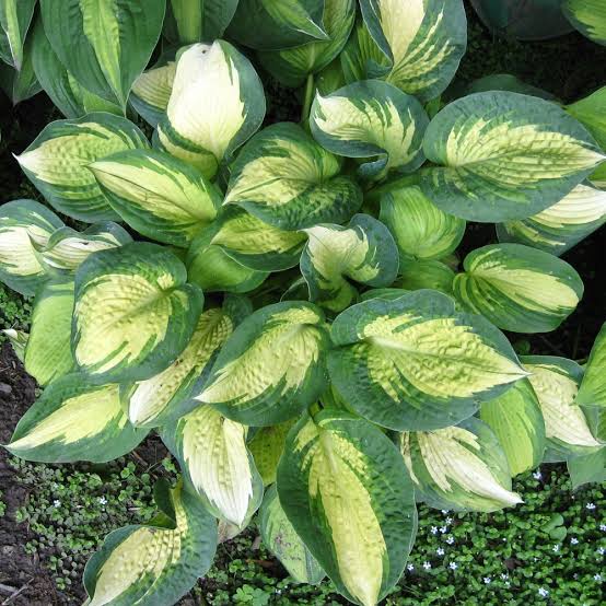 HOSTA GREAT EXPECTATIONS 2.0L