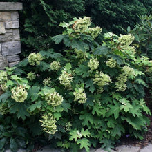 Load image into Gallery viewer, HYDRANGEA QUERCIFOLIA PEE WEE 4.5L
