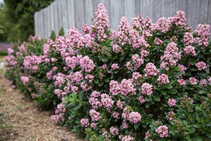 ESCALLONIA PINK ELLE 2.4L