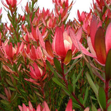 Load image into Gallery viewer, LEUCADENDRON SAFARI SUNSET 1.5L
