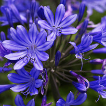 Load image into Gallery viewer, AGAPANTHUS BLACK PANTHA 2.0L
