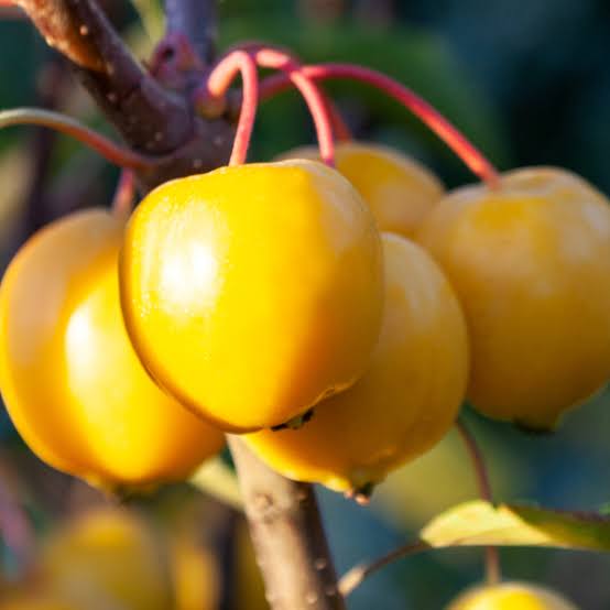 CRABAPPLE MALUS TOM'S GOLD 15.0L