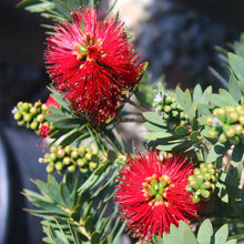 Load image into Gallery viewer, CALLISTEMON LITTLE JOHN 3.3L
