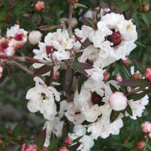 Load image into Gallery viewer, LEPTOSPERMUM PRINCESS ANNE 4.0L
