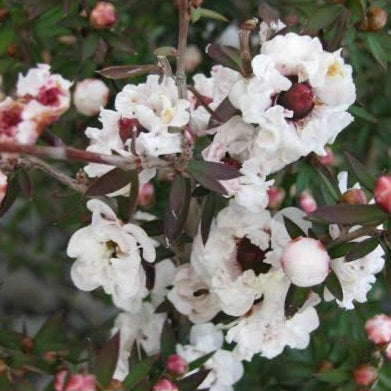 LEPTOSPERMUM PRINCESS ANNE 4.0L