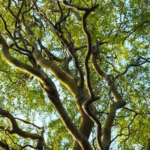 Load image into Gallery viewer, SALIX MATSUDANA TORTUOSA CORKSCREW WILLOW 4.5L
