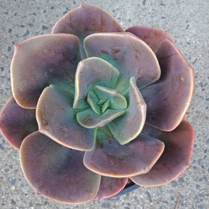 ECHEVERIA BLUE METAL 2.0L