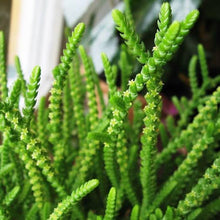 Load image into Gallery viewer, CRASSULA LYCOPODIOIDES
