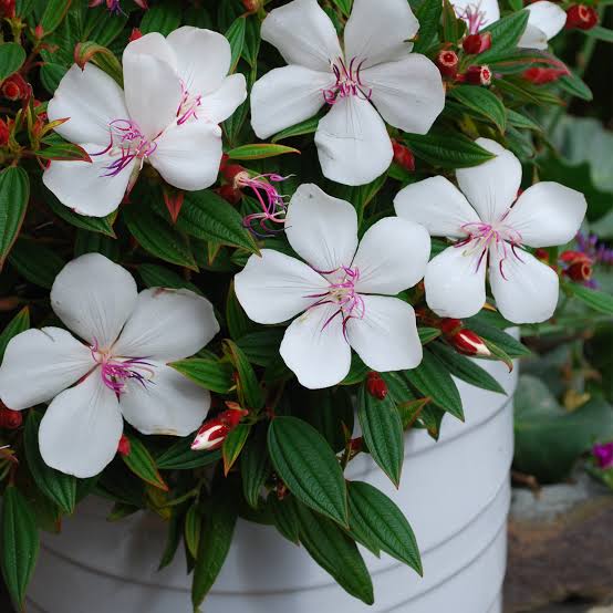 TIBOUCHINA PEACE BABY 1.9L