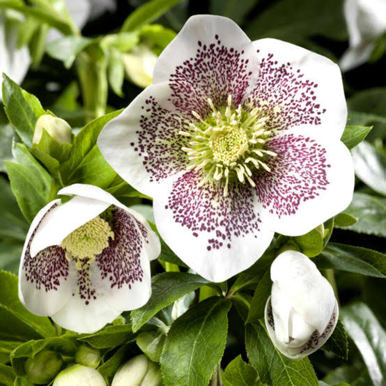 HELLEBORUS ORIENTALIS HYBRID CONNY