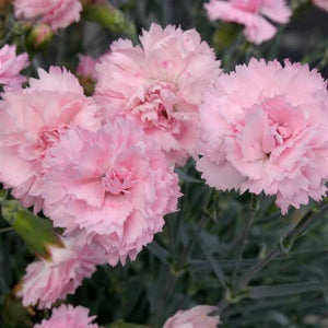 DIANTHUS MAGNIFI-SCENT CANDY FLOSS 14CM