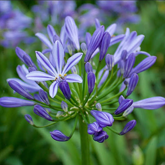 AGAPANTHUS CHARLOTTE