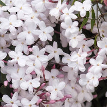 Load image into Gallery viewer, JASMINUM POLYANTHUM PINK JASMINE 3.3L
