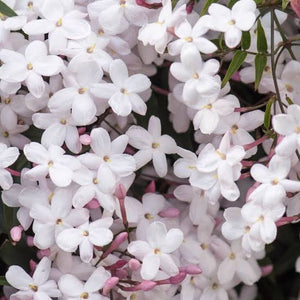 JASMINUM POLYANTHUM PINK JASMINE 3.3L