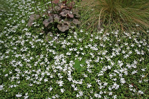 PRATIA ANGULATA PANAKENAKE 1.0L