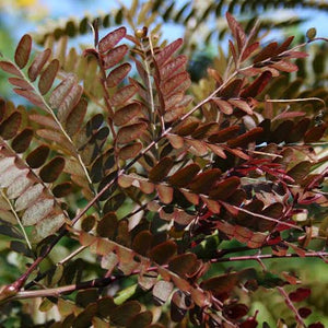 GLEDITSIA TRIACANTHOS RUBY LACE PB28