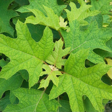 Load image into Gallery viewer, HYDRANGEA QUERCIFOLIA PEE WEE 3.0L
