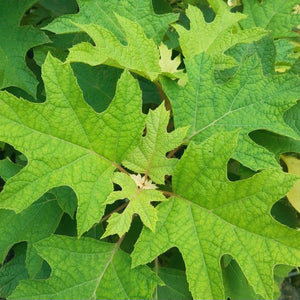 HYDRANGEA QUERCIFOLIA PEE WEE 3.0L