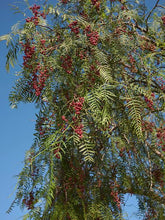 Load image into Gallery viewer, SCHINUS MOLLE PEPPER TREE 15.0L
