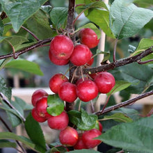 Load image into Gallery viewer, CRABAPPLE MALUS GORGEOUS PB28
