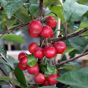 CRABAPPLE MALUS GORGEOUS PB28