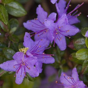 RHODODENDRON IMPEDITUM 6.0L