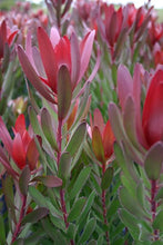 Load image into Gallery viewer, LEUCADENDRON SAFARI SUNSET 1.5L
