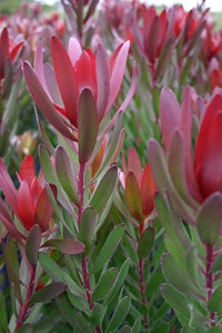 LEUCADENDRON SAFARI SUNSET 1.5L