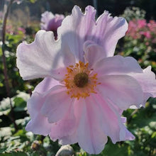 Load image into Gallery viewer, ANEMONE HUPEHENSIS DREAMING SWAN 1.5L
