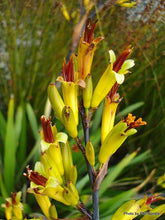 Load image into Gallery viewer, PHORMIUM COOKIANUM WHARARIKI 1.0L
