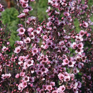 LEPTOSPERMUM WIRI SANDRA 4.0L