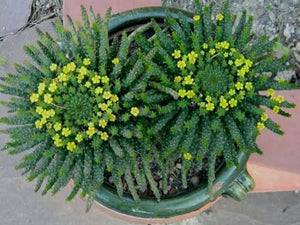 EUPHORBIA MEDUSA HEAD