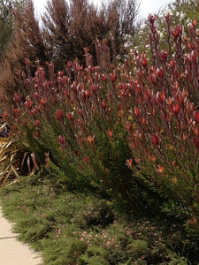 LEUCADENDRON SAFARI SUNSET 3.3L