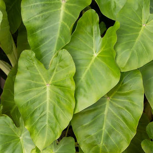 COLOCASIA MAUI GOLD 3.3L