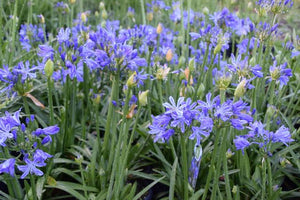 AGAPANTHUS CHARLOTTE