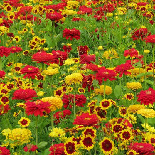 WILDFLOWER MIX MEXICAN FIESTA SEED