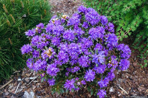 RHODODENDRON IMPEDITUM 6.0L