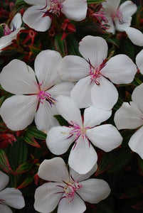 TIBOUCHINA PEACE BABY 1.9L