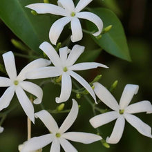 Load image into Gallery viewer, JASMINUM AZORICUM LEMON SCENTED JASMINE 3.5L
