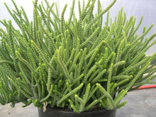 Load image into Gallery viewer, CRASSULA LYCOPODIOIDES
