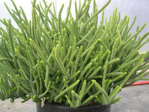 CRASSULA LYCOPODIOIDES