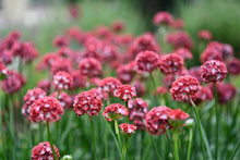 Load image into Gallery viewer, ARMERIA DREAMERIA HAPPY DREAMS 1.5L
