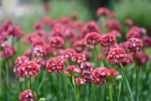 ARMERIA DREAMERIA HAPPY DREAMS 1.5L