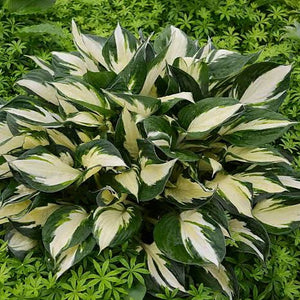 HOSTA LOYALIST 2.0L