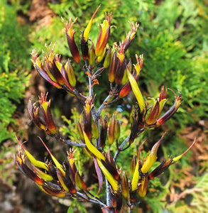 PHORMIUM COOKIANUM WHARARIKI 1.0L