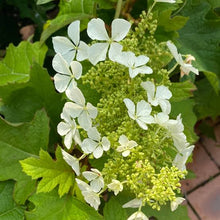 Load image into Gallery viewer, HYDRANGEA QUERCIFOLIA PEE WEE 3.0L
