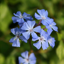 Load image into Gallery viewer, CERATOSTIGMA WILLMOTTIANUM CHINESE PLUMBAGO 2.5L
