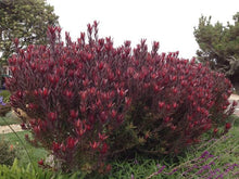 Load image into Gallery viewer, LEUCADENDRON SAFARI SUNSET 1.5L
