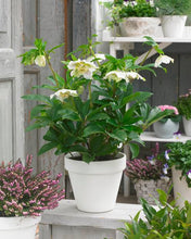 Load image into Gallery viewer, HELLEBORUS ORIENTALIS HYBRID TUTU WHITE 17CM
